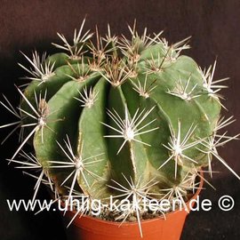 Ferocactus flavovirens        (Seme)