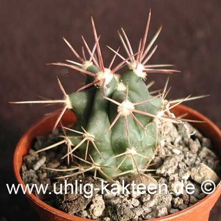 Ferocactus peninsulae X rectispinus        (Seeds)