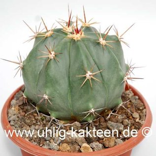 Ferocactus pottsii        (Seme)