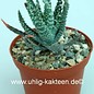 Aloe humilis cv. Albamammillaris