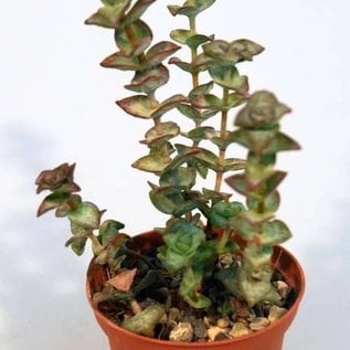 Crassula perforata Giant Form