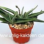 Gasteria-Hybr. Silver Leaves