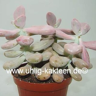 Graptopetalum amethystinum