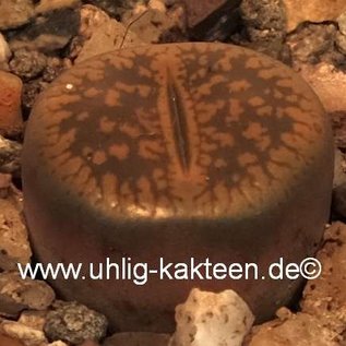 Lithops aucampiae v. aucampiae Kuruman form C 173 60 km SE Kuruman, Northern Cape, SA