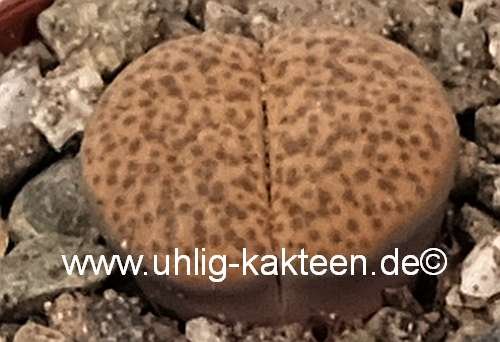Lithops fulviceps v. fulviceps C 266 65 km N Karasburg, Karasburg (N