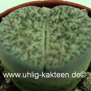 Lithops lesliei v. venteri C 001