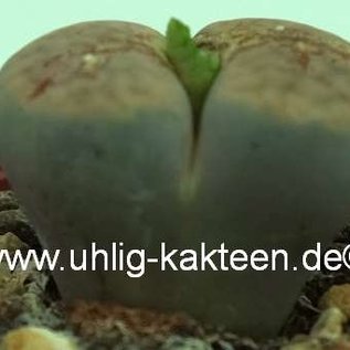 Lithops schwantesii v. rugosa C 192 40km North-West of Helmeringhausen, Namibia