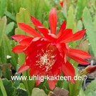 Epiphyllum-Hybr. Flamgo