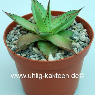 Agave isthmensis x filifera