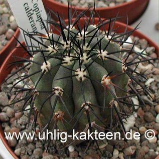 Copiapoa calderana   (Seme)