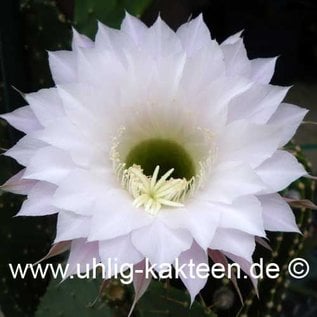 Echinopsis oxygona   (Samen)