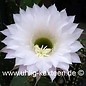 Echinopsis oxygona   (Seme)