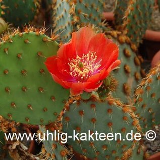 Opuntia aciculata    (Samen)