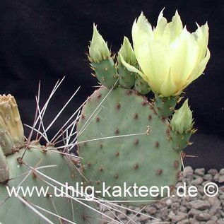 Opuntia azurea   (Samen)