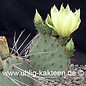 Opuntia azurea   (Semillas)