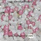 Opuntia cyclodes  DJF 949-02 (dw) (Graines)