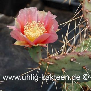 Opuntia phaeacantha v. gigantea (n.n.) (dw) (Seeds)