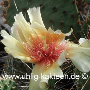 Opuntia phaeacantha v. arenacea (n.n.) (dw) (Seme)