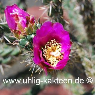 Cylindropuntia imbricata  (dw) (Graines)