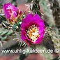 Cylindropuntia imbricata  (dw) (Semillas)