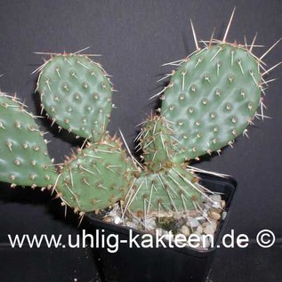 Opuntia macrorhiza fa. Crowford (dw) (Seeds)