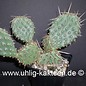 Opuntia macrorhiza fa. Crowford (dw) (Graines)