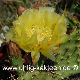 Opuntia macrorhiza fa. Ellsworth (dw) (Seme)