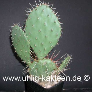 Opuntia macrorhiza Apricot (dw) (Semillas)