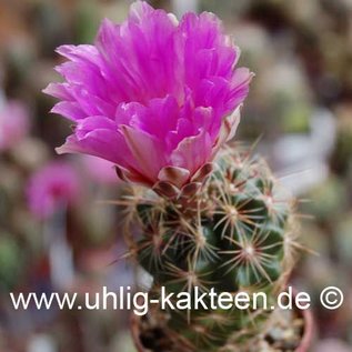 Thelocactus bicolor ssp. schwarzii  (Graines)