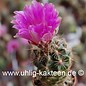 Thelocactus bicolor ssp. schwarzii  (Samen)