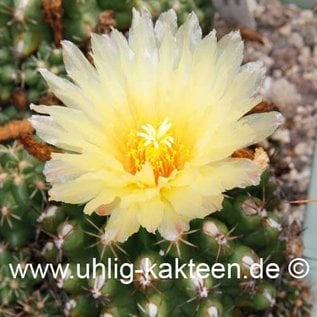 Thelocactus leucacanthus Rio Moctezuma  (Samen)