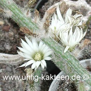 Wilcoxia albiflora        (Samen)