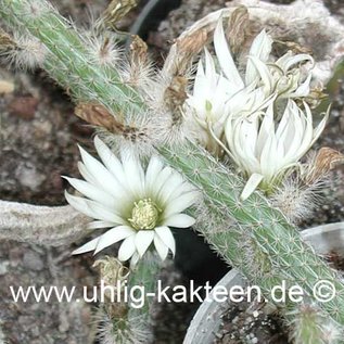 Wilcoxia albiflora        (Seme)