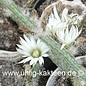 Wilcoxia albiflora        (Graines)