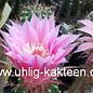 Echinopsis-Hybr. Shirley Schick Hybride