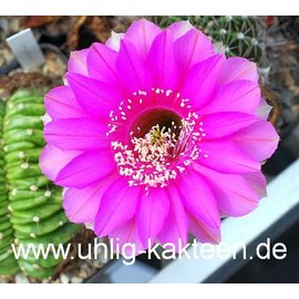 Echinopsis-Hybr. Syncopation Schick Hybride