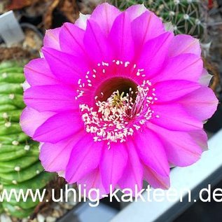 Echinopsis-Hybr. Syncopation Schick Hybride