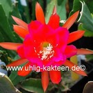 Epiphyllum-Hybr. Edle von St Ommeln