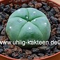 Lophophora williamsii   Quatro Cienegas, Coahuila, Mexico