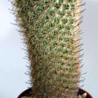 Mammillaria armillata forma