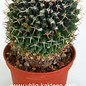 Mammillaria galeotti