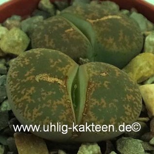 Lithops lesliei v. hornii C 364 TL 45 km SSW Kimberley, Northern Cape, SA