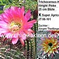 Trichocereus-Hybr. Wright Pinke 25 cm Blüte x Super Apricot   Züchter: Jürgen Theißinger, JT 08-101