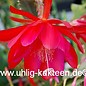 Epiphyllum-Hybr. Ackermanns Schönste