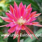 Epiphyllum-Hybr. Fortune Teller