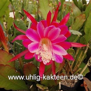 Epiphyllum-Hybr. Morgenröte