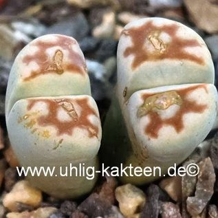 Lithops karasmontana v. lateritia