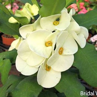 Euphorbia milii Grandiflora-Thai-Hybr. Bridal White