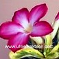 Adenium obesum Milky Way   gepfr.