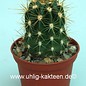 Trichocereus-Hybr. `candicans x Cantora`